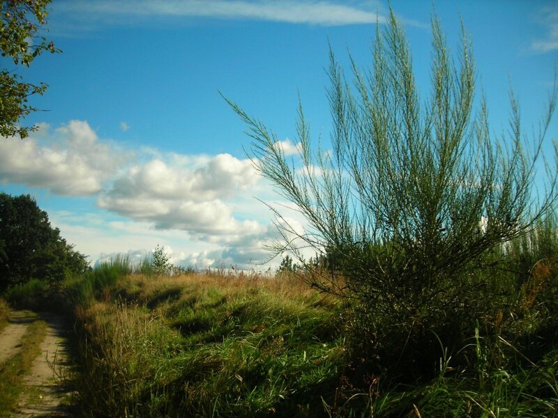 Path Through Grassy Field — Blue, Serene