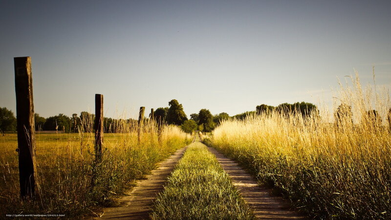 Path Through Grassy Field — Green, Serene, Afternoon, Photograph