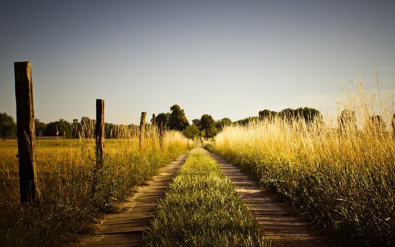 Path Through Grassy Field — Green, Serene, Afternoon