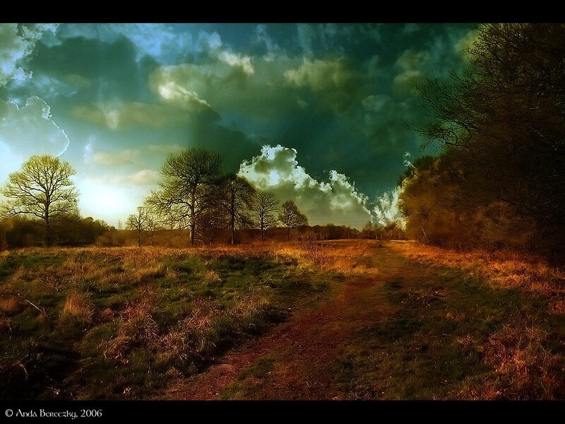 Path Through Grassy Field — Green