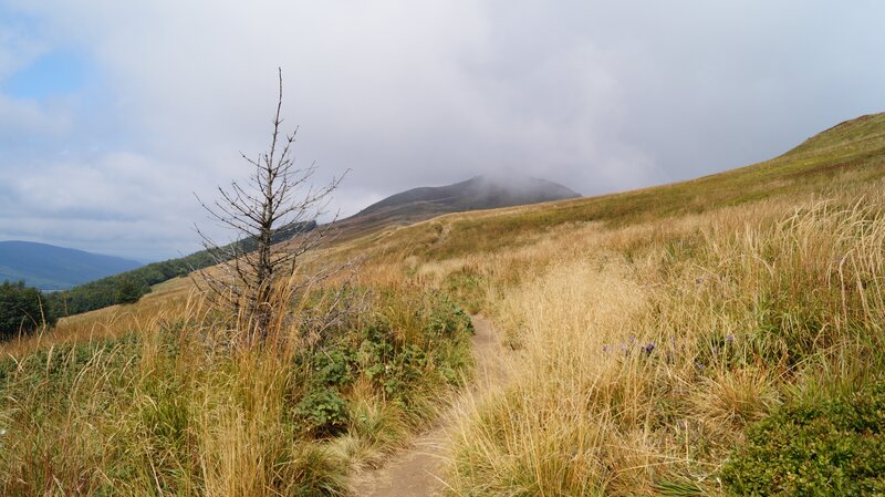 Path through grassy hillside