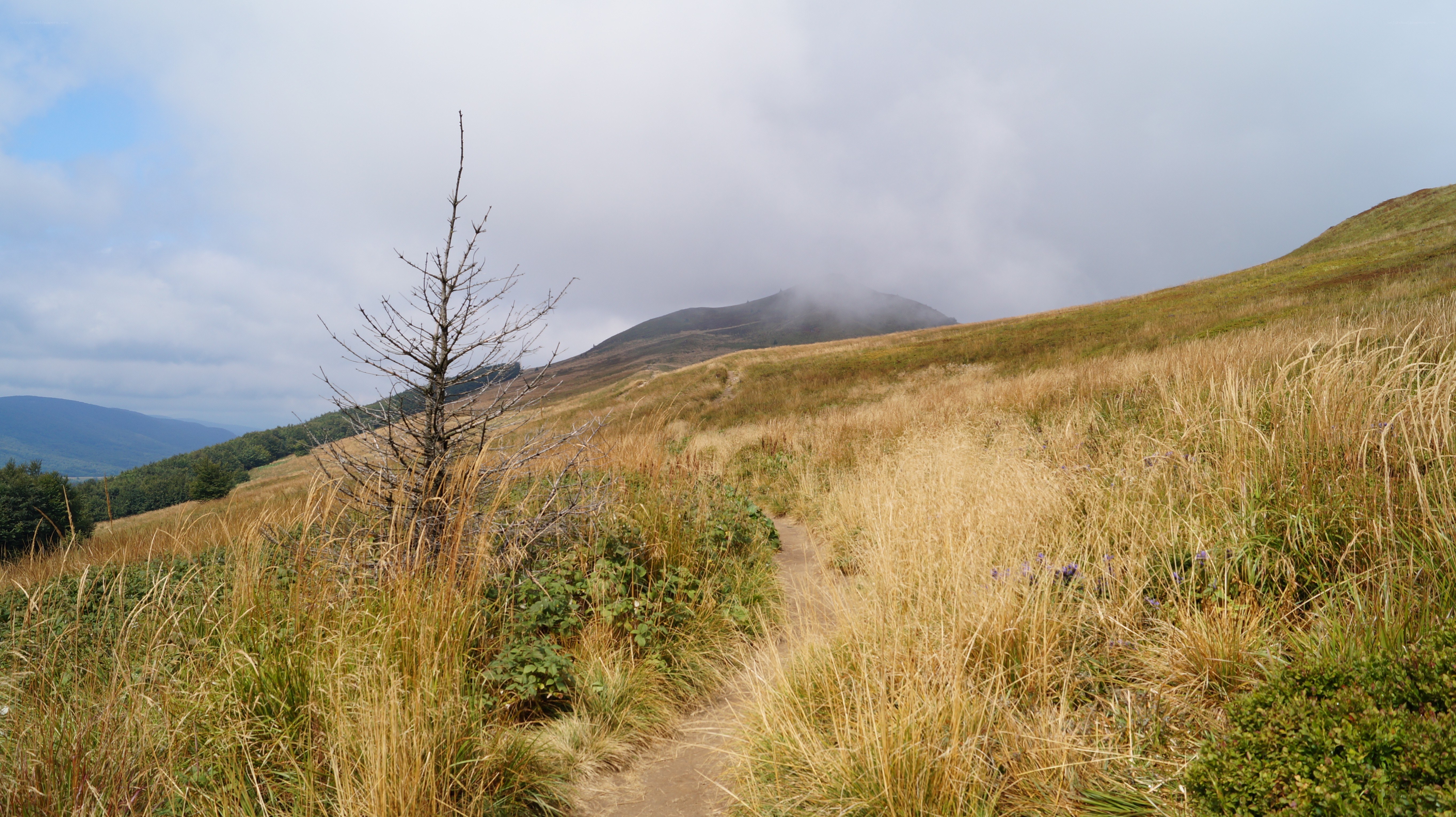 Path through grassy hillside