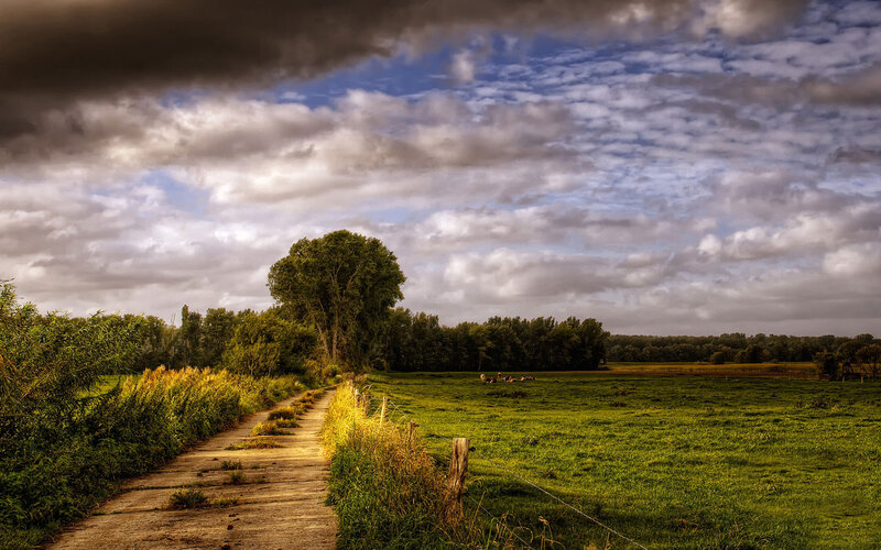 Path Through Green Field — Dramatic