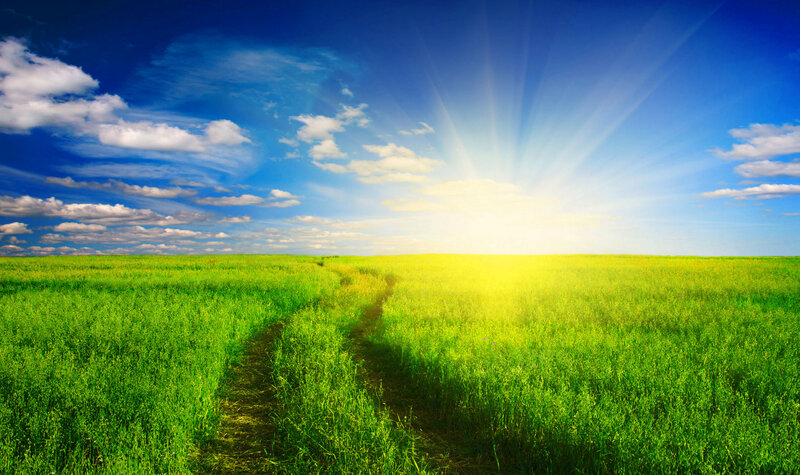 Path Through Green Field — Serene, Afternoon, Photograph