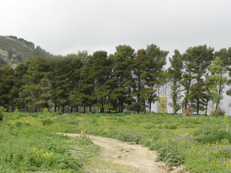 Path through green field with trees