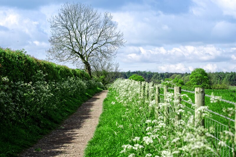 Path Through Green Fields — Serene, Spring