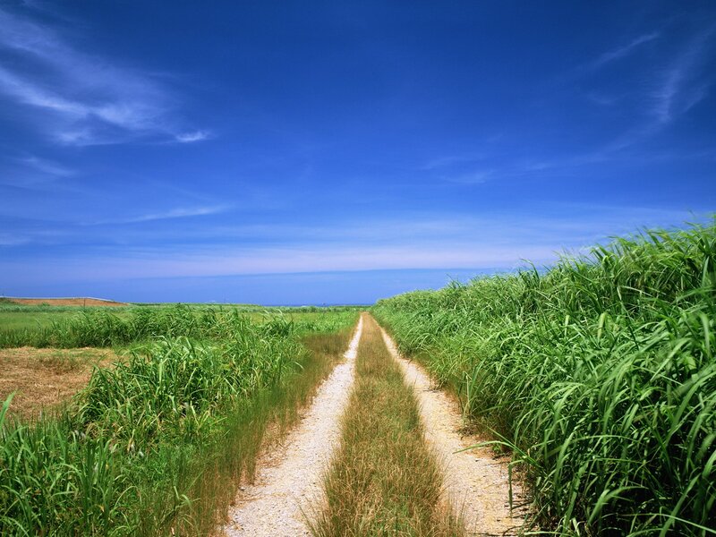 Path through green fields under blue sky
