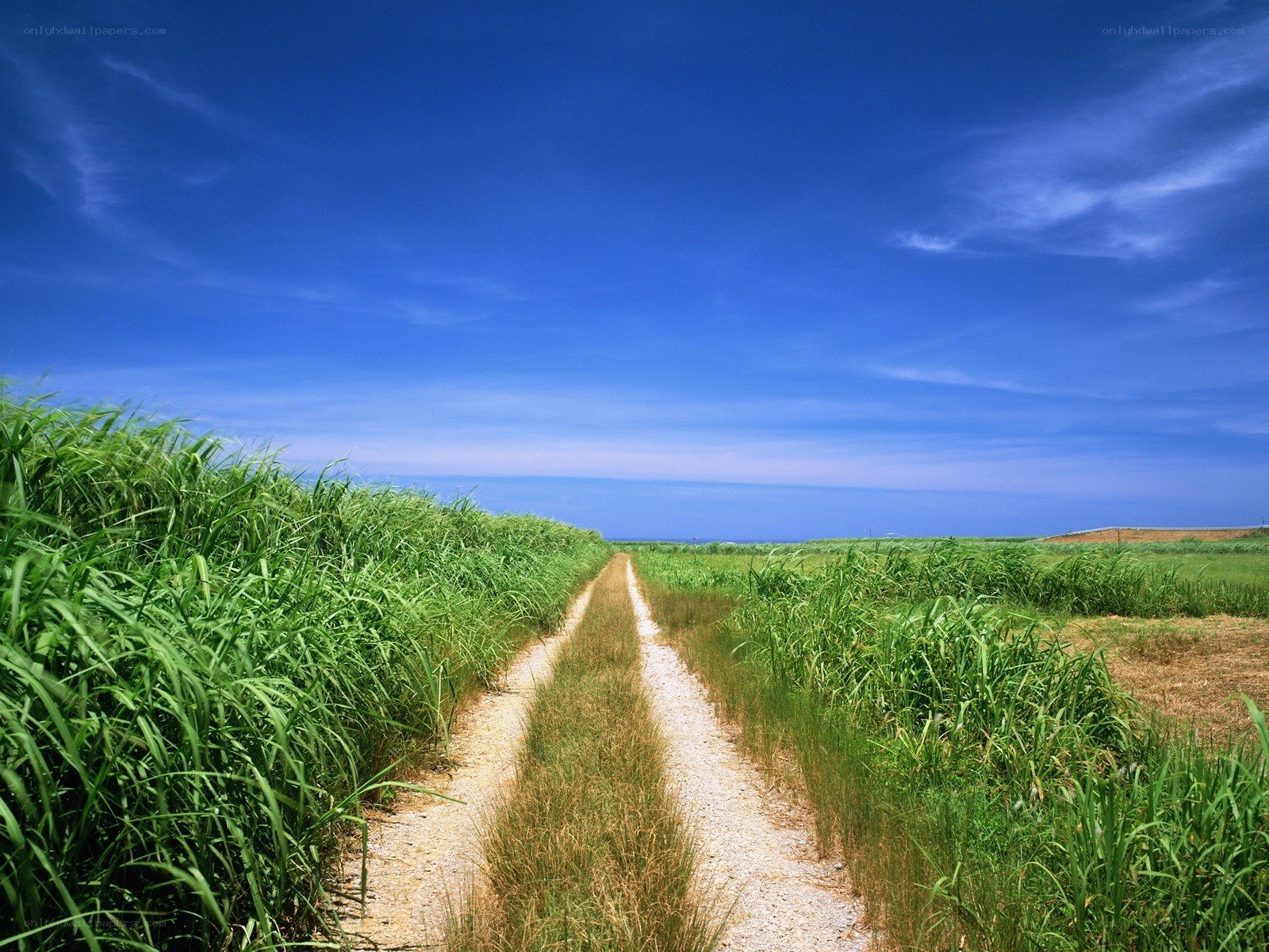 Path through green fields under blue sky