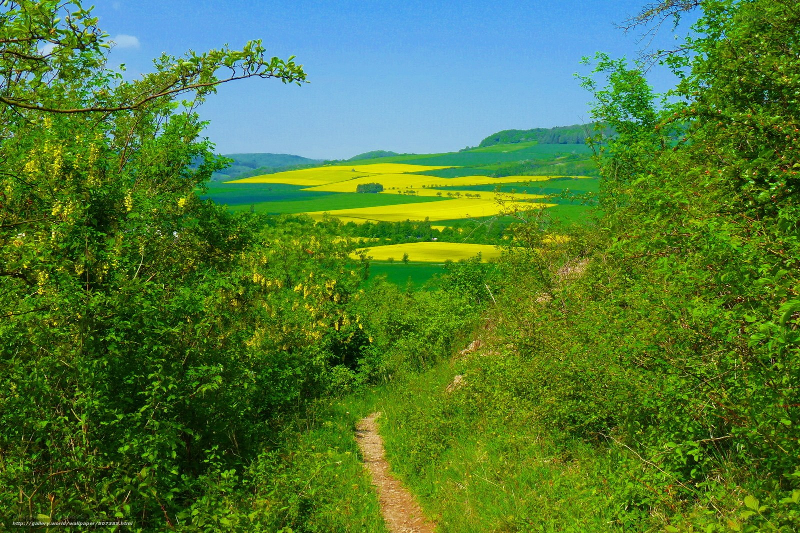 Path through green fields