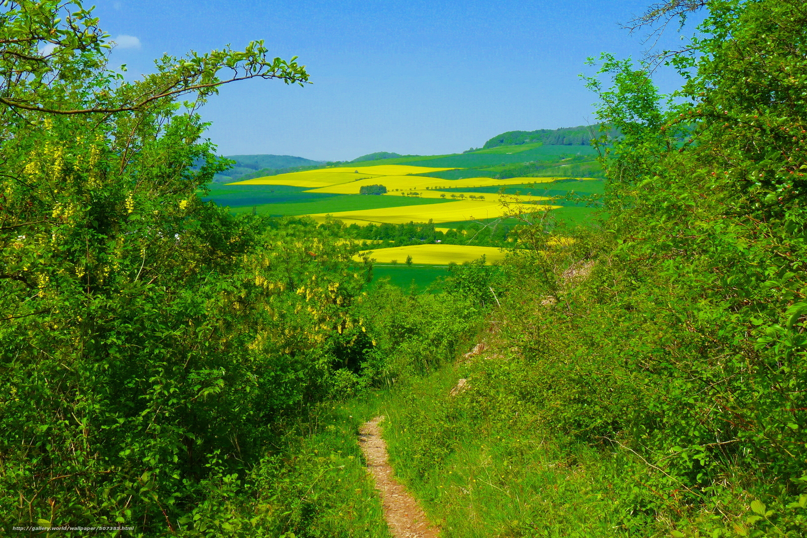 Path through green fields