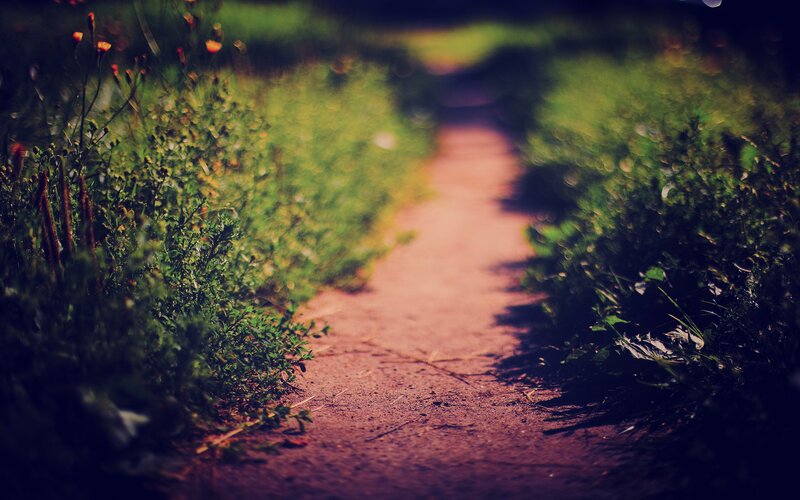 path through green foliage