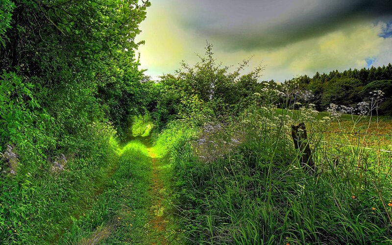 Path Through Green Foliage — Dramatic