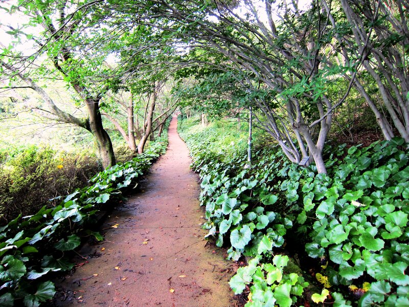 Path Through Green Foliage — Serene