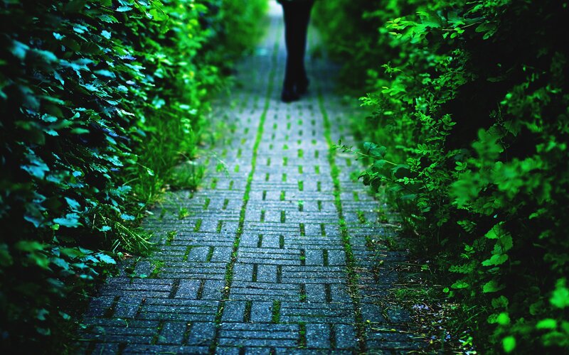 path through green foliage