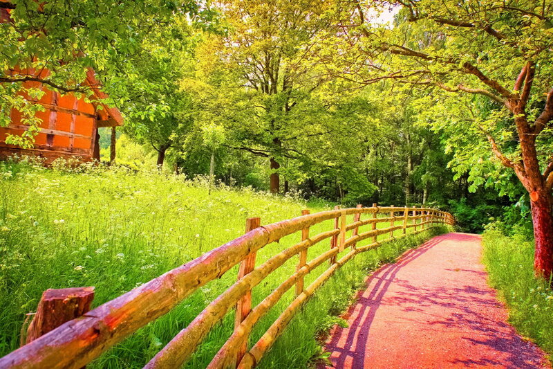 Path Through Green Forest — Serene, Afternoon, Photograph