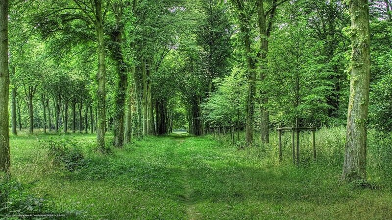 Path Through Green Forest — Serene, Afternoon, Photograph, Trees