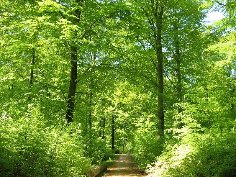 Path Through Green Forest — Serene, Afternoon