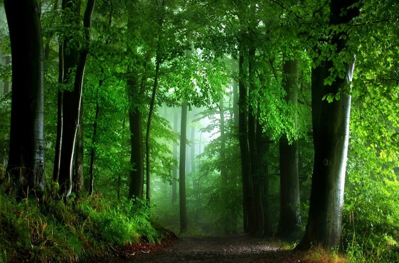 Path Through Green Forest — Serene, Morning, Photograph