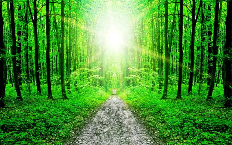 Path Through Green Forest — Serene, Morning, Photograph, Trees