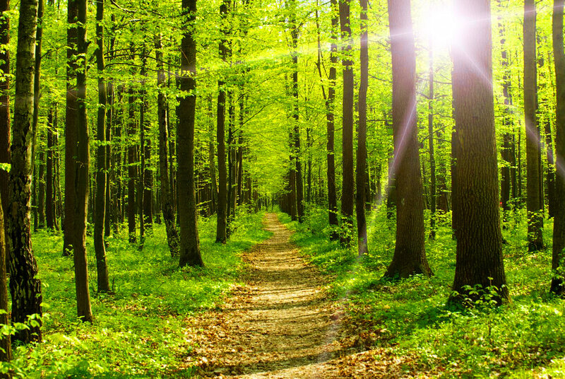 Path Through Green Forest — Serene, Morning