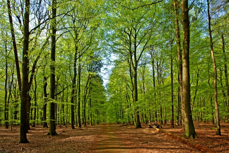 Path Through Green Forest — Serene, Spring, Photograph