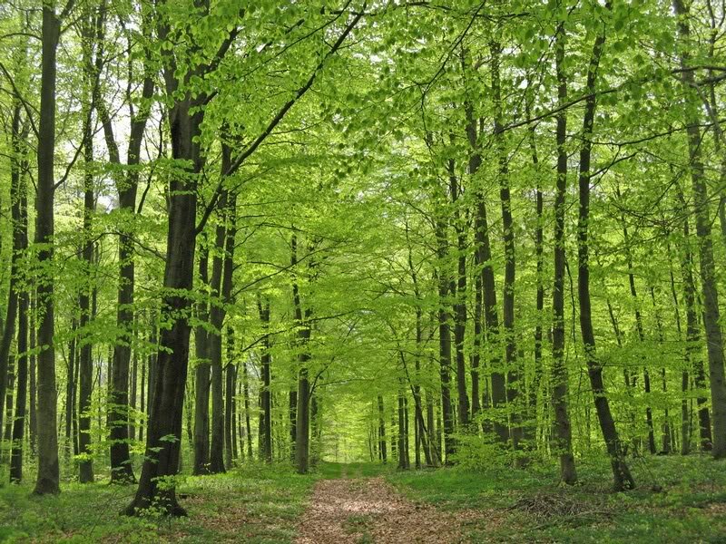 Path Through Green Forest — Serene, Spring