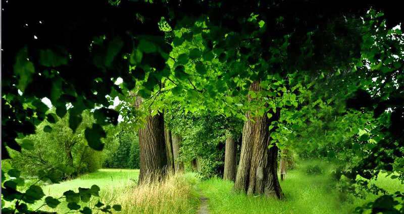 Path Through Green Forest — Serene