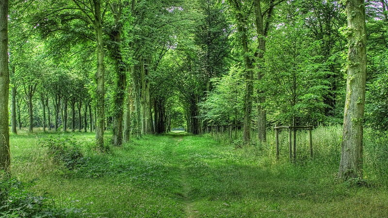 Path Through Green Forest