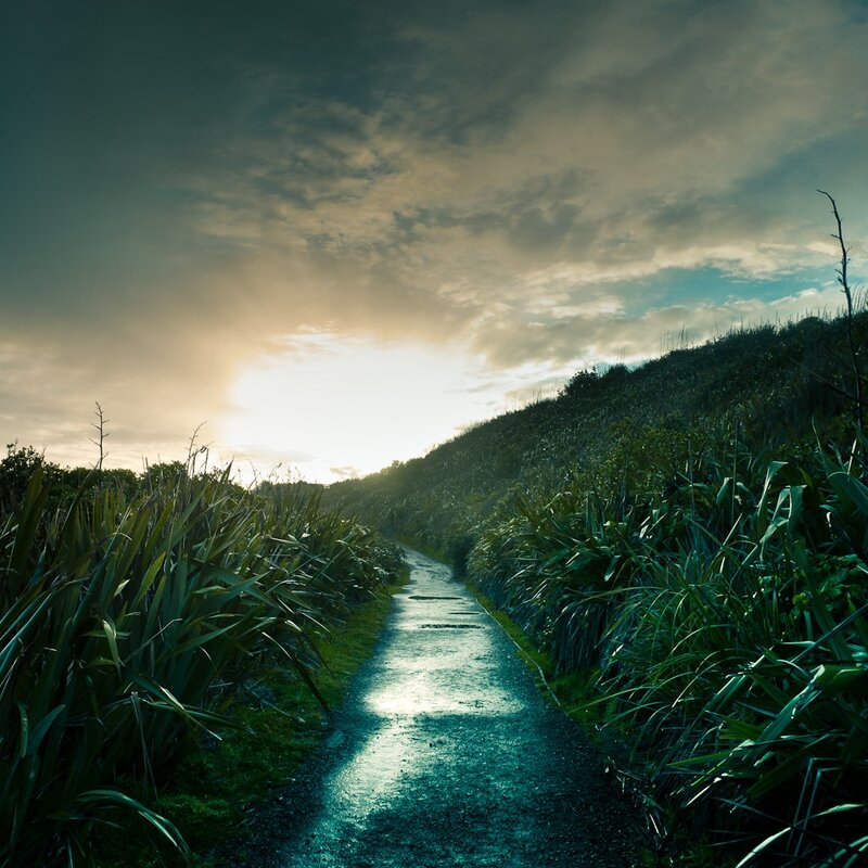 Path Through Green Plants — Dramatic