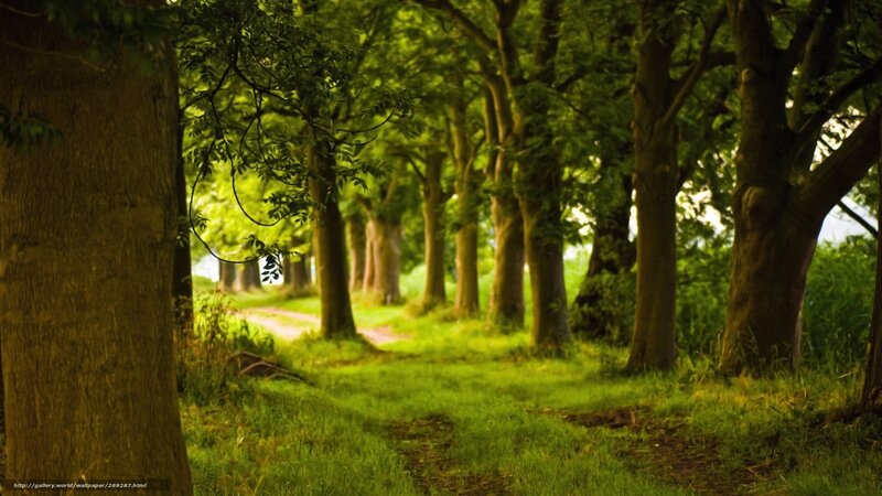 Path Through Green Trees — Serene, Afternoon, Photograph, Grass
