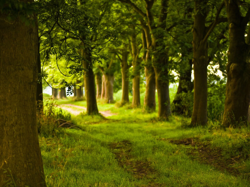Path Through Green Trees — Serene, Afternoon, Photograph