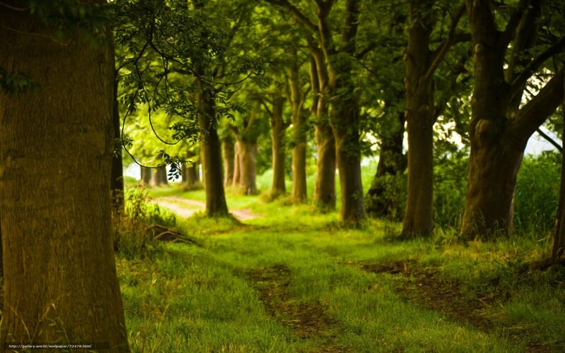 Path Through Green Trees — Serene, Afternoon