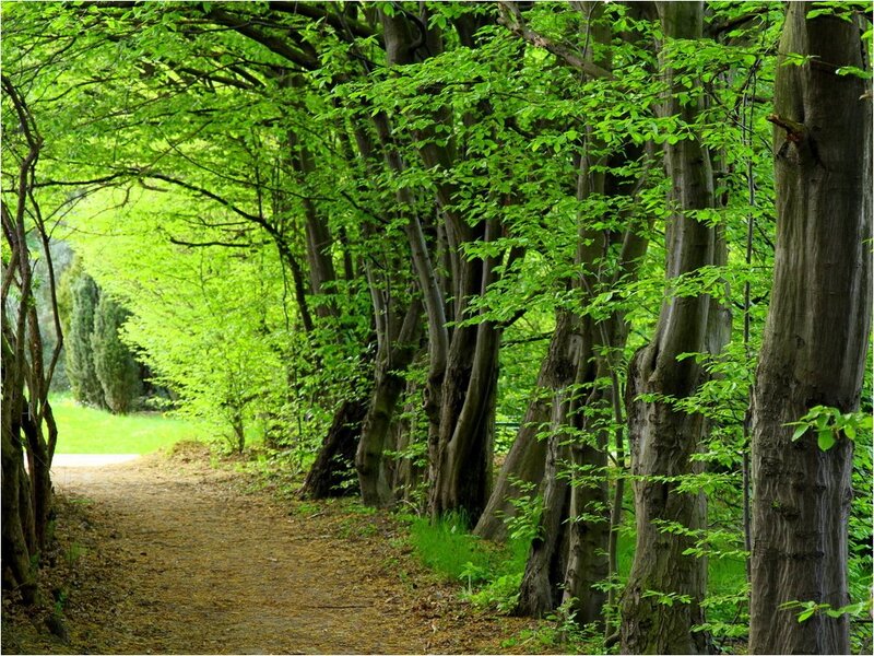 Path Through Green Trees