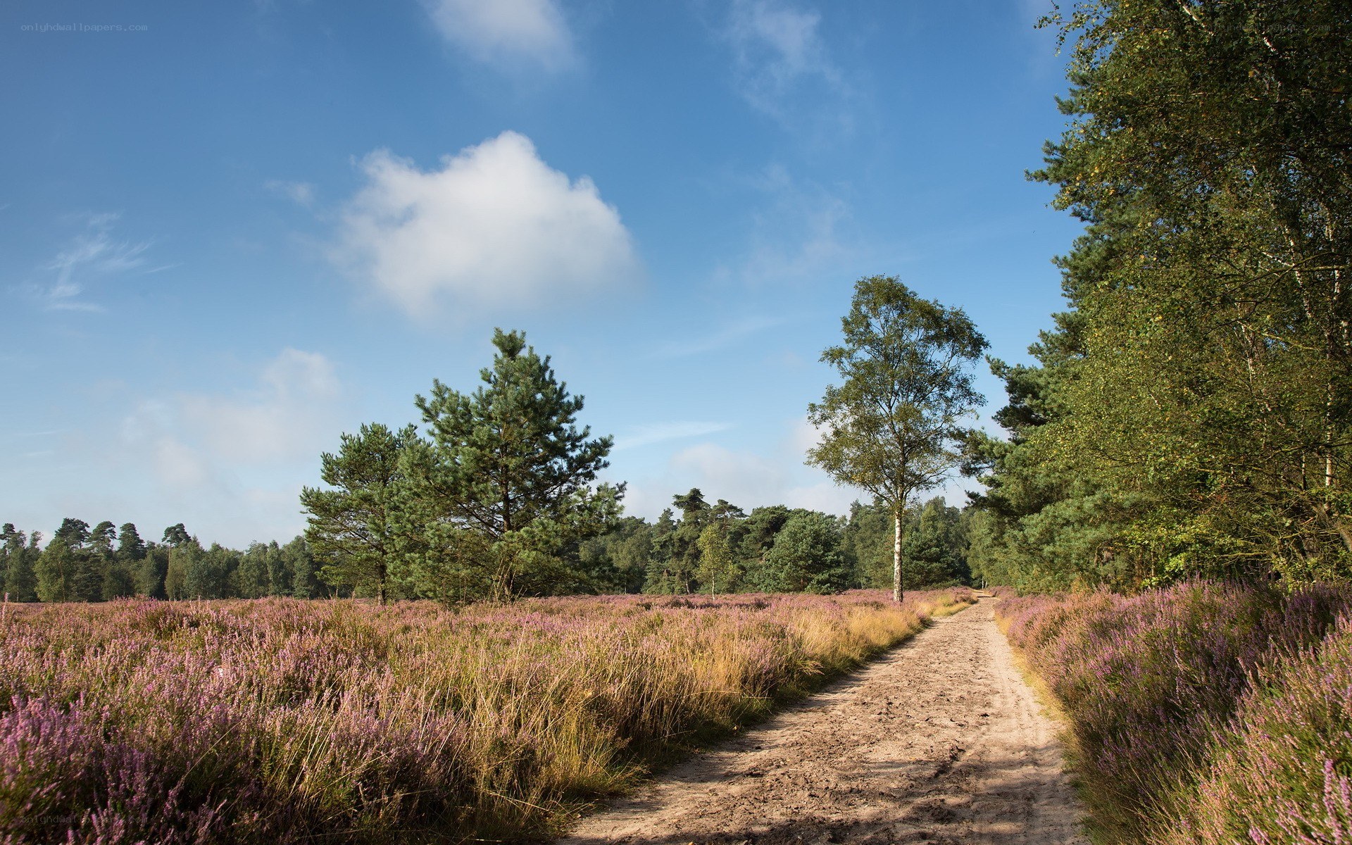 Path through heather field