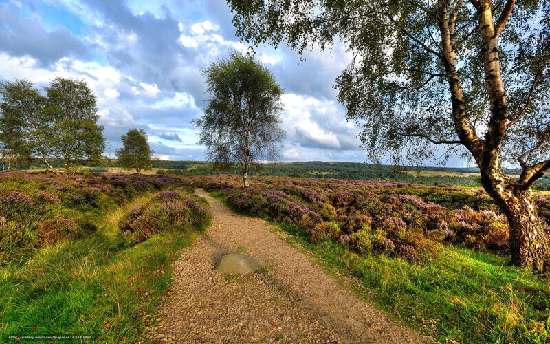 Path Through Heather Field — Green