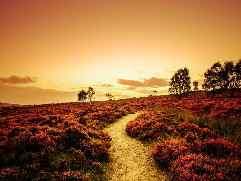 Path Through Heather Field — Orange