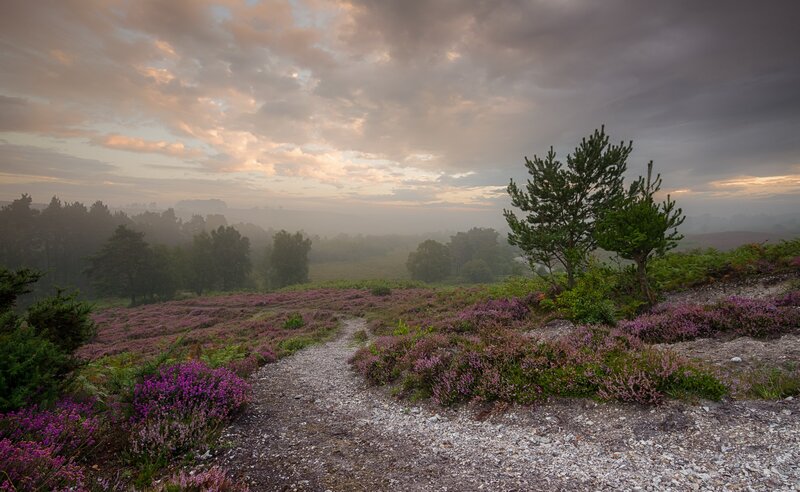 Path Through Heather Field — Purple, Misty