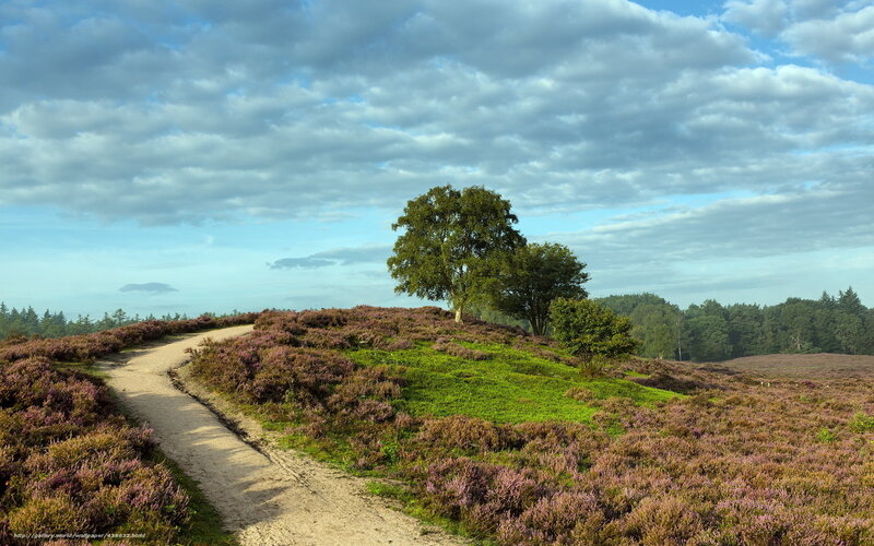 Path Through Heather Field — Purple, Serene, Afternoon, Photograph, Tree