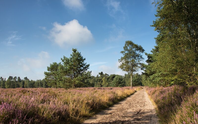 Path Through Heather Field — Purple, Serene, Afternoon, Photograph, Trees, Sky