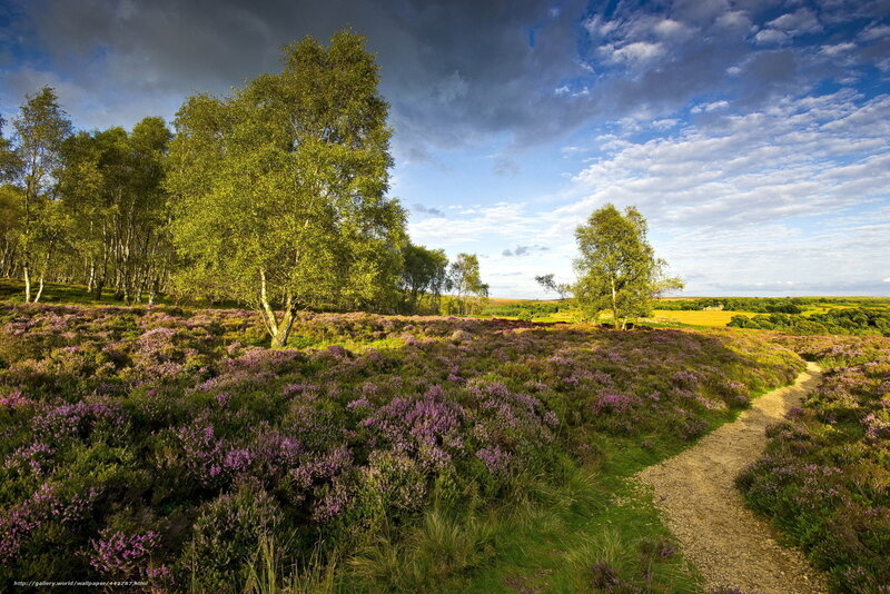 Path Through Heather Field — Purple, Serene, Afternoon, Photograph, Trees