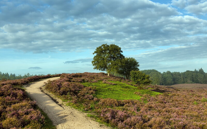 Path Through Heather Field — Purple, Serene, Afternoon