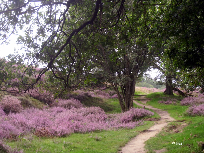 Path Through Heather Field — Purple, Serene, Summer