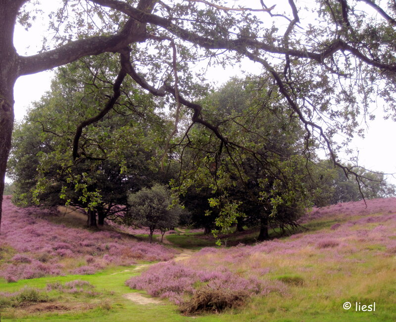 Path Through Heather Field — Purple, Serene