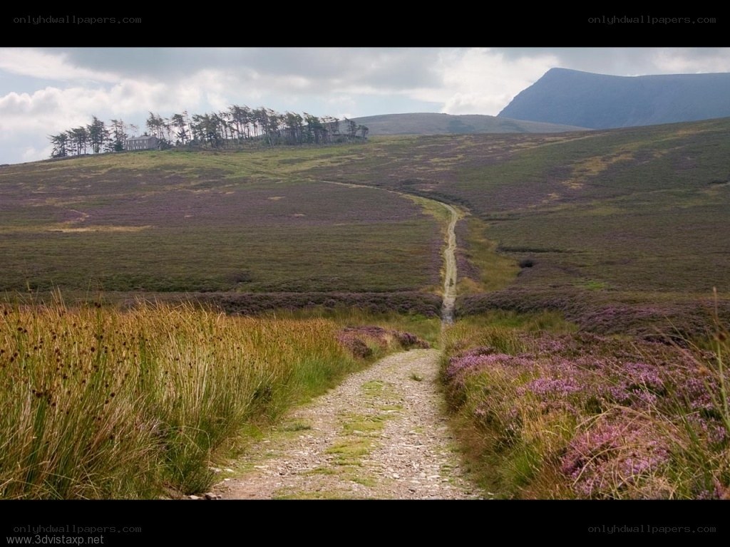 Path through heather moorland