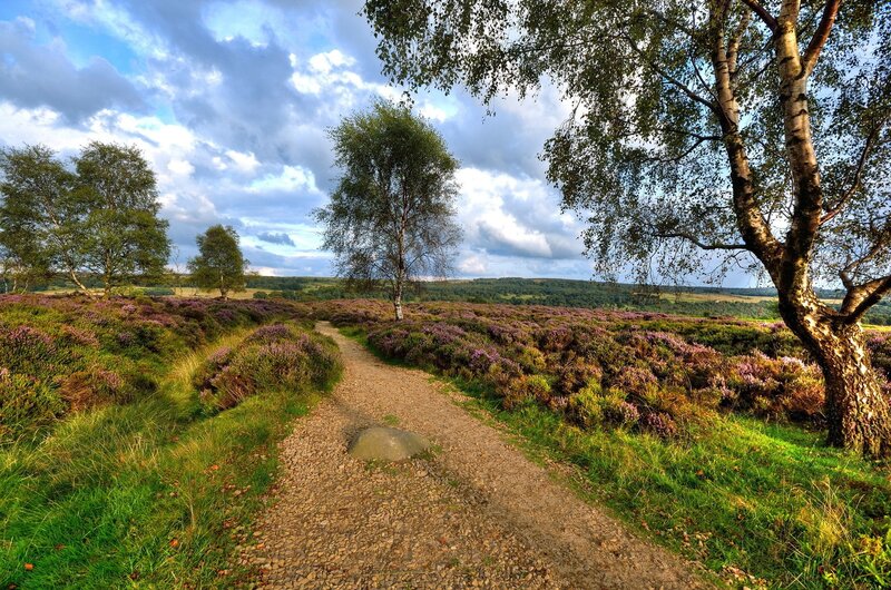 Path Through Heather Moorland — Green, Serene, Afternoon