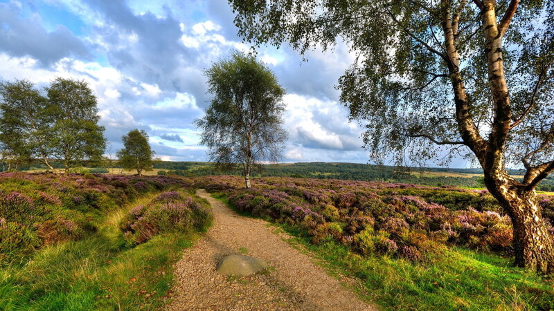 Path Through Heather Moorland — Green, Serene