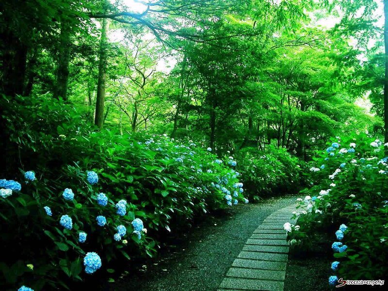 Path Through Hydrangea Garden