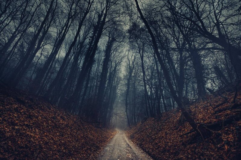 Path Through Leaf-covered Forest