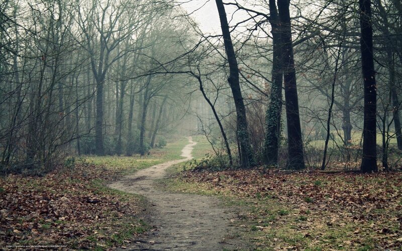Path Through Leafless Forest