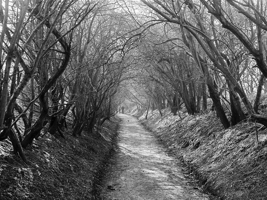 Path through leafless trees
